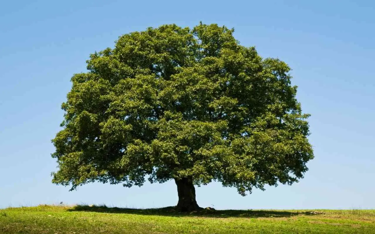 Immagine selezionata